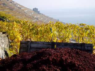 Vigne du Lavaux en novembre avec vue sur le lac Léman