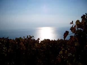 Vigne du Lavaux en novembre avec vue sur le lac Léman