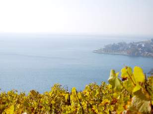 Vigne du Lavaux en novembre avec vue sur le lac Léman
