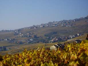 Vigne du Lavaux en novembre avec vue sur le lac Léman