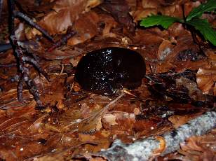 Limaces en forêt