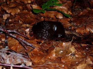 Limaces en forêt