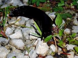 Limaces en forêt