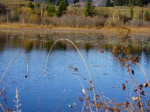 Lac et tourbires de Malpas, les prs Partot et le bief Belin