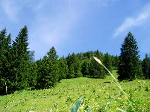 Prairies fleuries