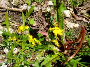 Prairies fleuries