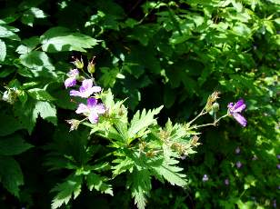 Prairies fleuries