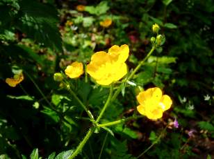 Prairies fleuries