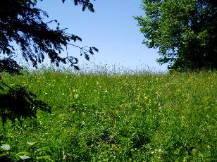 Prairies fleuries