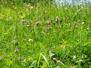 Prairies fleuries