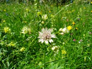 Prairies fleuries