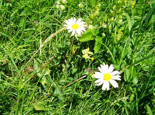 Prairies fleuries