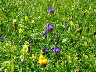 Prairies fleuries