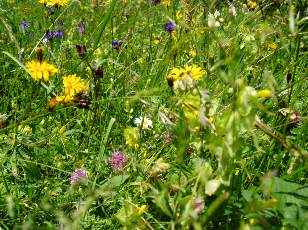 Prairies fleuries