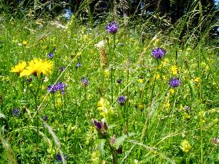 Prairies fleuries