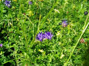 Prairies fleuries