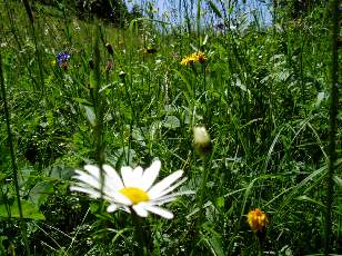 Prairies fleuries