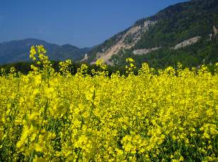 Colza en fleurs