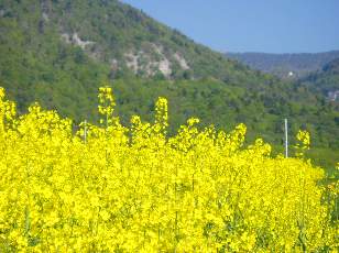 Colza en fleurs