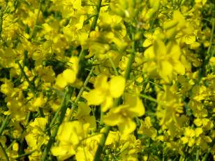 Colza en fleurs