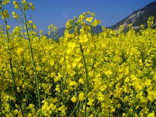 Colza en fleurs