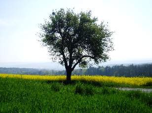 Colza en fleurs