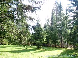 Les Sapins du Jura