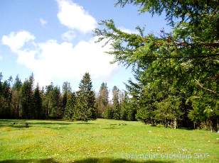 Les Sapins du Jura