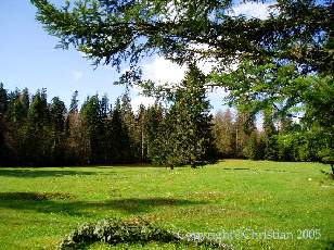 Les Sapins du Jura