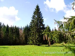 Les Sapins du Jura