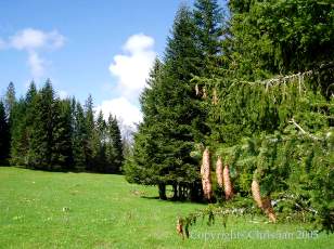 Les Sapins du Jura