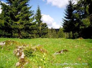 Les Sapins du Jura