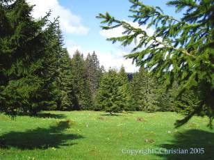 Les Sapins du Jura