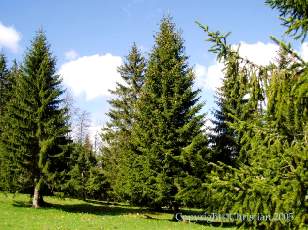 Les Sapins du Jura