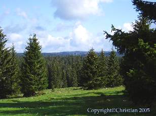 Les Sapins du Jura