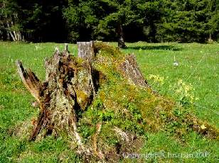 Les Sapins du Jura