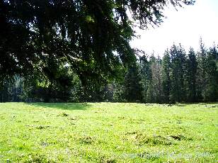 Les Sapins du Jura