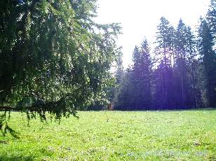 Les Sapins du Jura