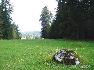 Les Sapins du Jura