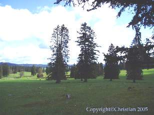 Les Sapins du Jura