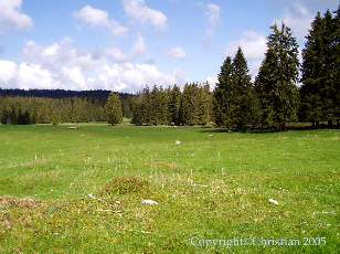 Les Sapins du Jura