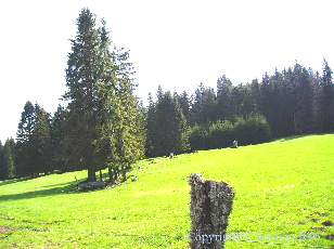 Les Sapins du Jura