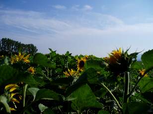 Tournesols