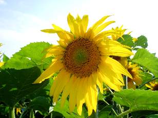 Tournesols