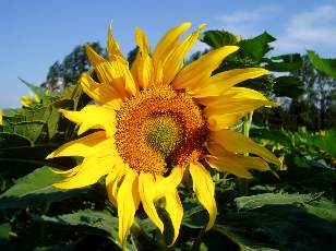 Tournesols