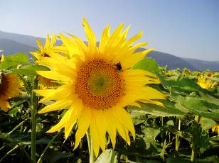 Tournesols