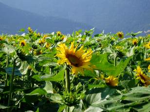 Tournesols