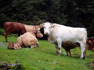 Les alentours du Chiroulet