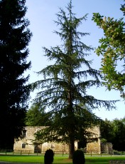 Abbaye Cistercienne de l'Escaladieu