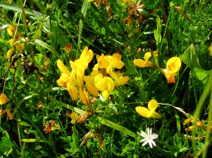 Fleurs d't dans le Jura Vaudois, La Vraconnaz, Switzerland